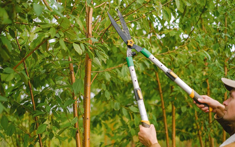 Tree trimming in Canby, OR